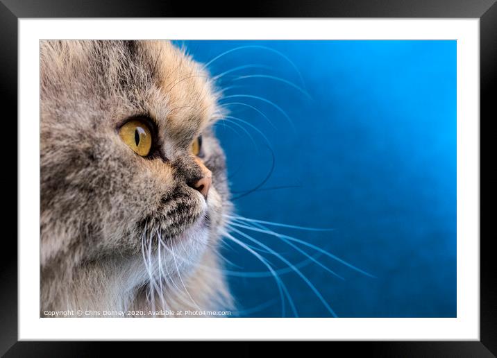 Doll Face Persian Cat Portrait Framed Mounted Print by Chris Dorney