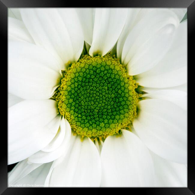 Chrysanthemum Flower Framed Print by Chris Dorney