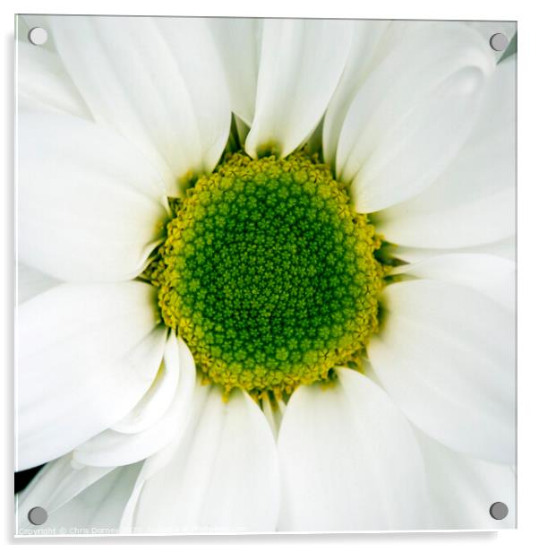 Chrysanthemum Flower Acrylic by Chris Dorney