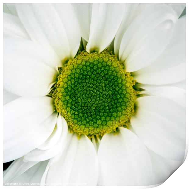 Chrysanthemum Flower Print by Chris Dorney