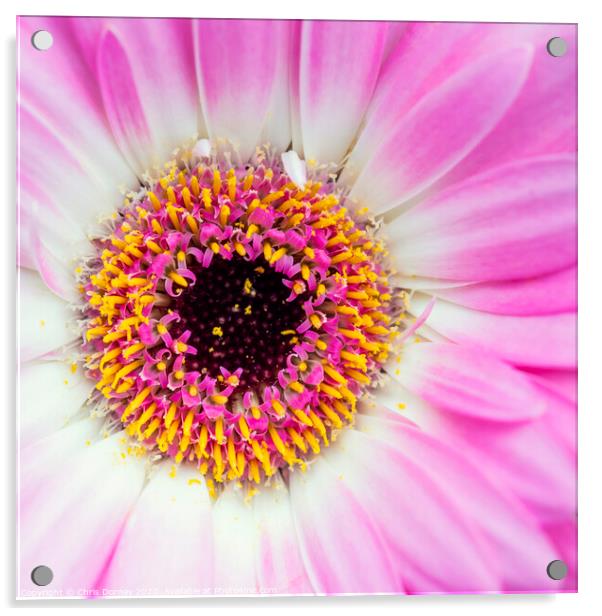 Gerbera Flower Acrylic by Chris Dorney