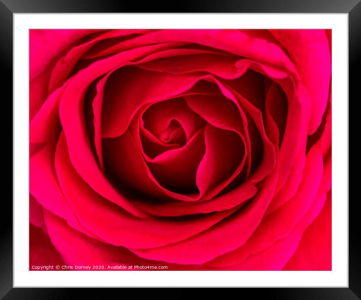 Red Rose Framed Mounted Print by Chris Dorney
