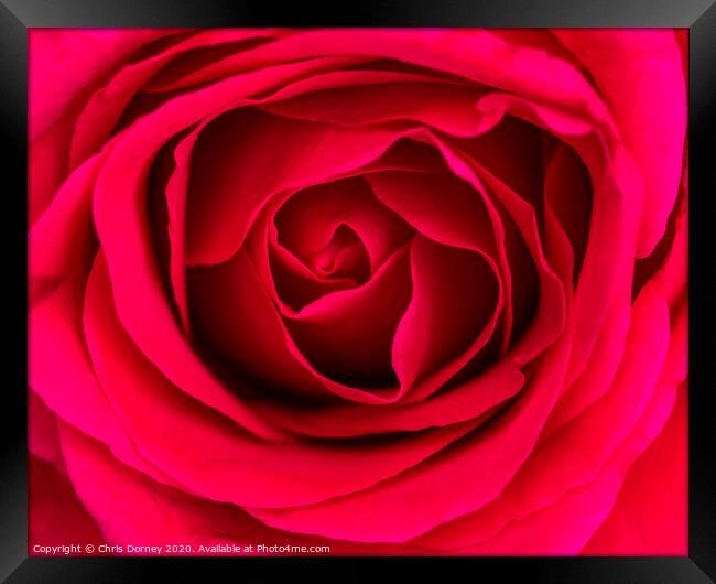 Red Rose Framed Print by Chris Dorney