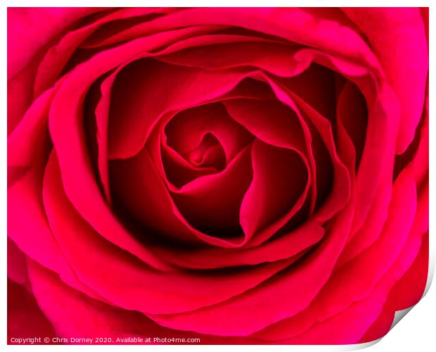 Red Rose Print by Chris Dorney