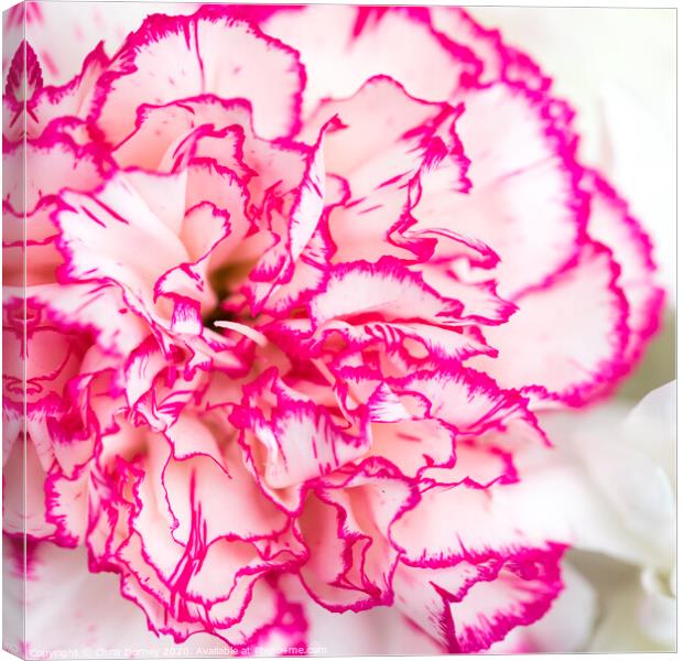 Carnation Flower Canvas Print by Chris Dorney