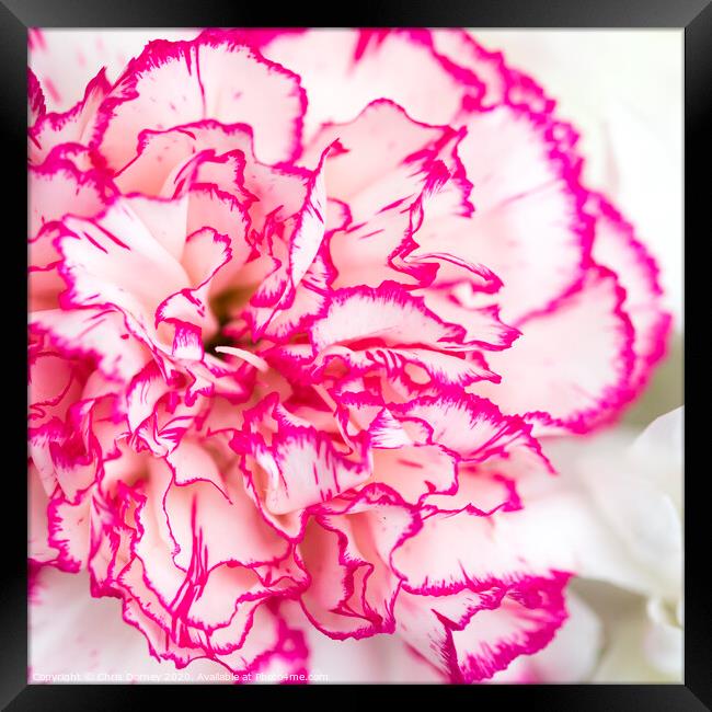 Carnation Flower Framed Print by Chris Dorney