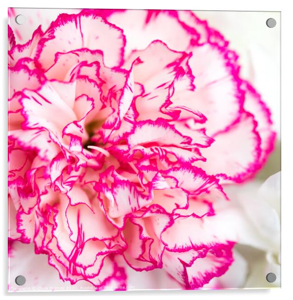 Carnation Flower Acrylic by Chris Dorney
