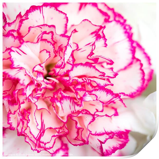 Carnation Flower Print by Chris Dorney