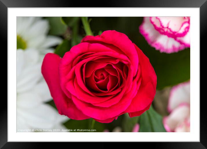 Red Rose Framed Mounted Print by Chris Dorney