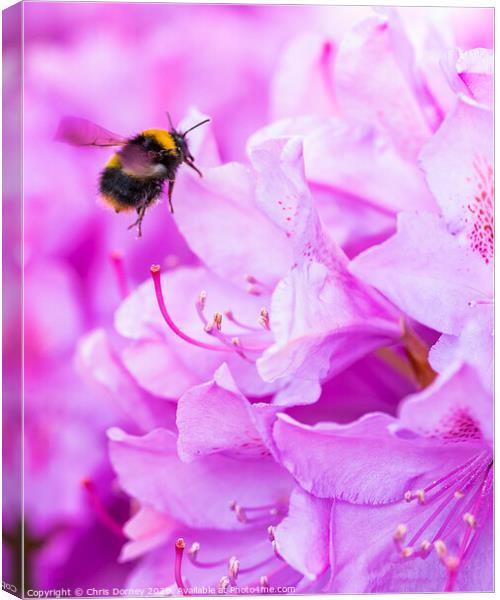 Bee Pollinating a Rhododendron Canvas Print by Chris Dorney