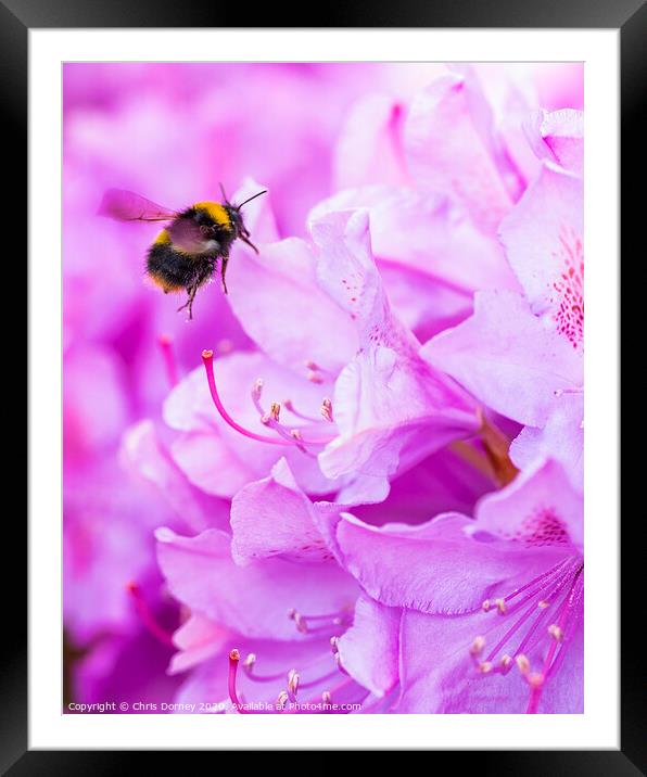 Bee Pollinating a Rhododendron Framed Mounted Print by Chris Dorney