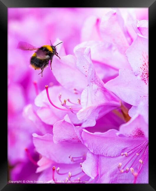 Bee Pollinating a Rhododendron Framed Print by Chris Dorney
