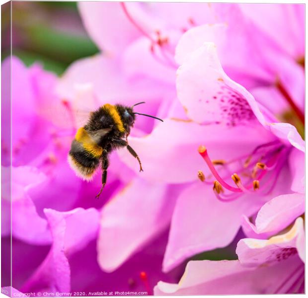Bee and a Rhododendron Flower Canvas Print by Chris Dorney