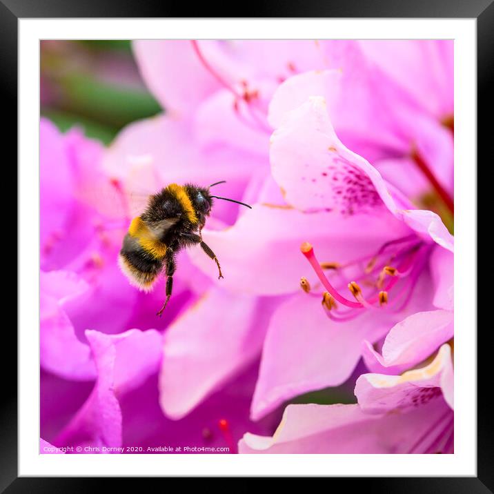 Bee and a Rhododendron Flower Framed Mounted Print by Chris Dorney