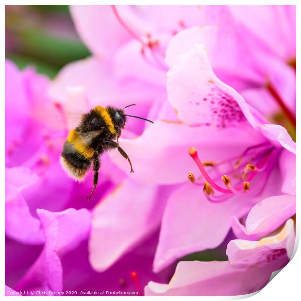 Bee and a Rhododendron Flower Print by Chris Dorney