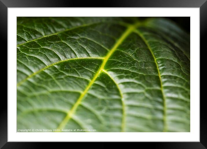 Extreme close-up of a Leaf Framed Mounted Print by Chris Dorney