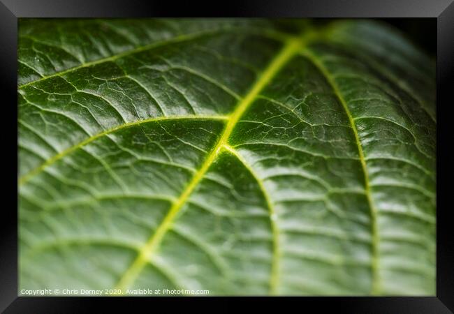 Extreme close-up of a Leaf Framed Print by Chris Dorney