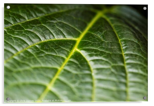 Extreme close-up of a Leaf Acrylic by Chris Dorney