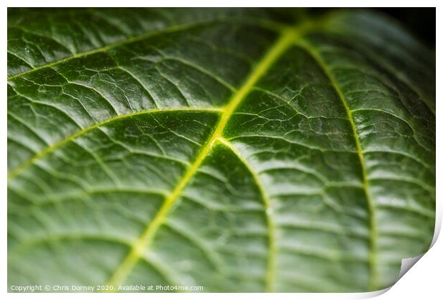 Extreme close-up of a Leaf Print by Chris Dorney