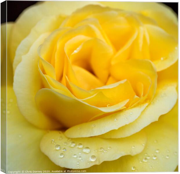 Water Droplets on a Rose Canvas Print by Chris Dorney