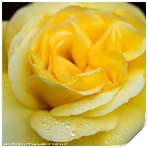 Water Droplets on a Rose Print by Chris Dorney