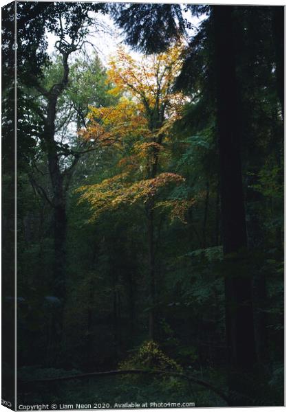 Lonely Autumn Tree at Nant Mill Canvas Print by Liam Neon