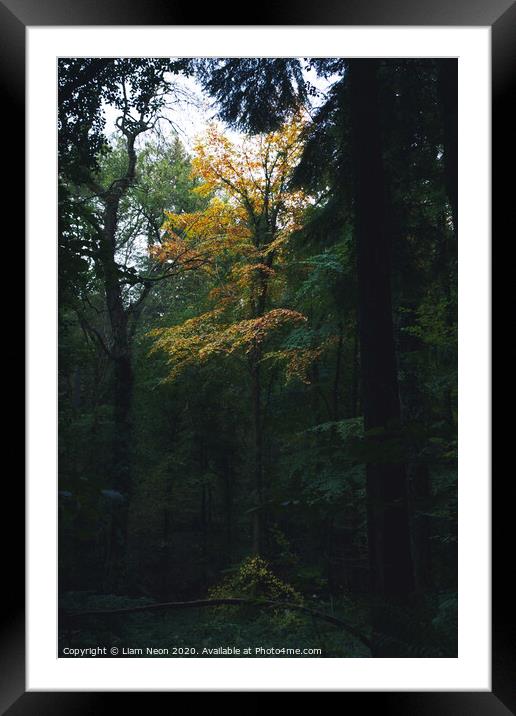 Lonely Autumn Tree at Nant Mill Framed Mounted Print by Liam Neon