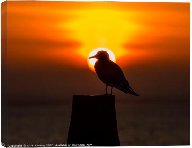 Seagull and the Setting Sun in Whitstable Canvas Print by Chris Dorney