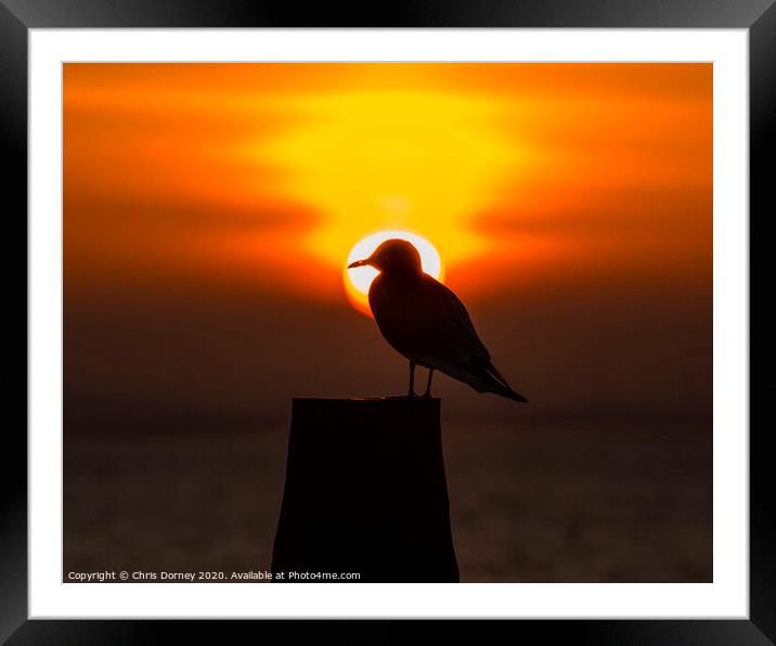 Seagull and the Setting Sun in Whitstable Framed Mounted Print by Chris Dorney