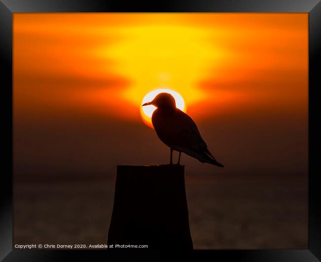 Seagull and the Setting Sun in Whitstable Framed Print by Chris Dorney