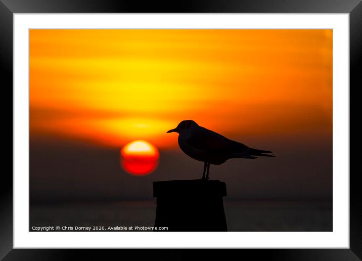 Seagull and the Setting Sun in Whitstable Framed Mounted Print by Chris Dorney