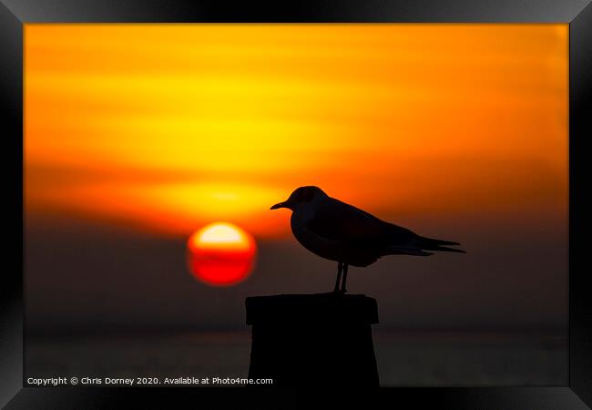 Seagull and the Setting Sun in Whitstable Framed Print by Chris Dorney