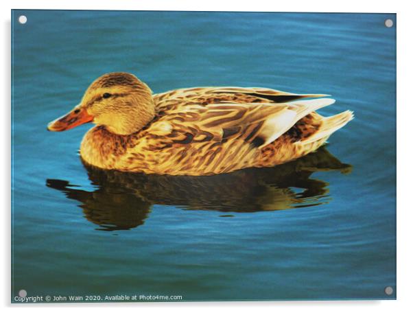 Lady Duck (Digital Art) Acrylic by John Wain