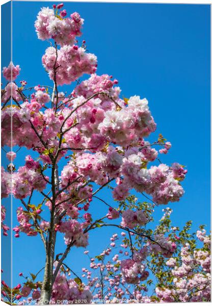 Cherry Blossom in Bloom Canvas Print by Chris Dorney