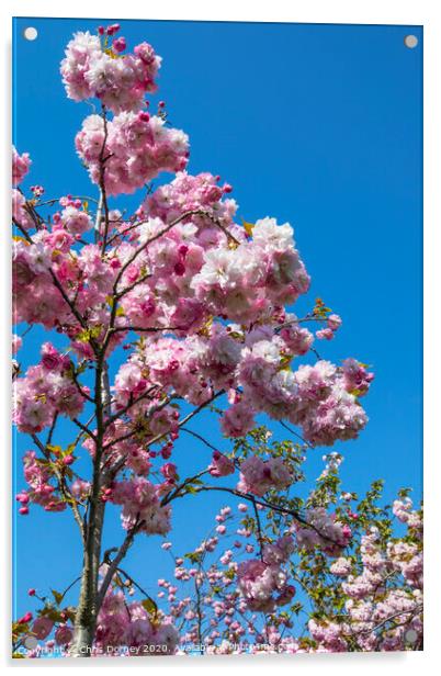 Cherry Blossom in Bloom Acrylic by Chris Dorney