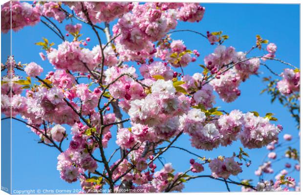 Cherry Blossom in Bloom Canvas Print by Chris Dorney