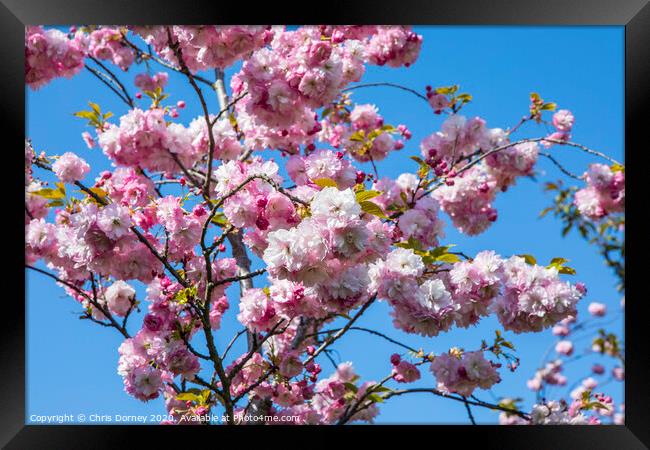 Cherry Blossom in Bloom Framed Print by Chris Dorney