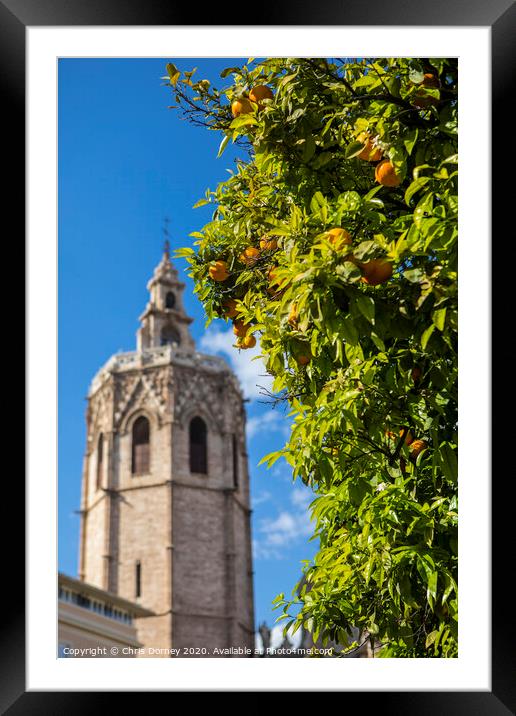 Orange Trees in Valencia Framed Mounted Print by Chris Dorney