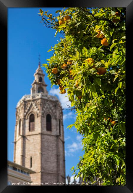 Orange Trees in Valencia Framed Print by Chris Dorney