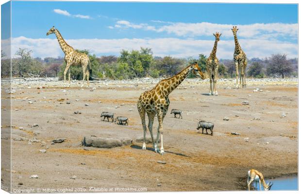 Giraffes near a water hole in Etosha National Park, Namibia Canvas Print by Milton Cogheil