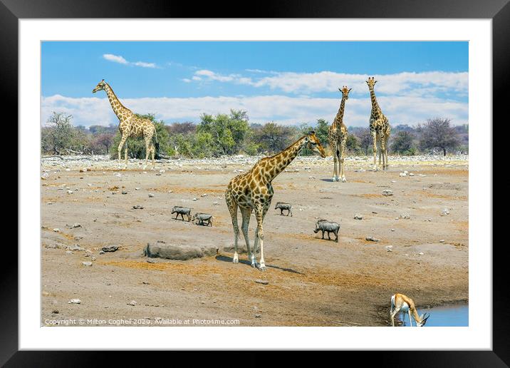 Giraffes near a water hole in Etosha National Park, Namibia Framed Mounted Print by Milton Cogheil