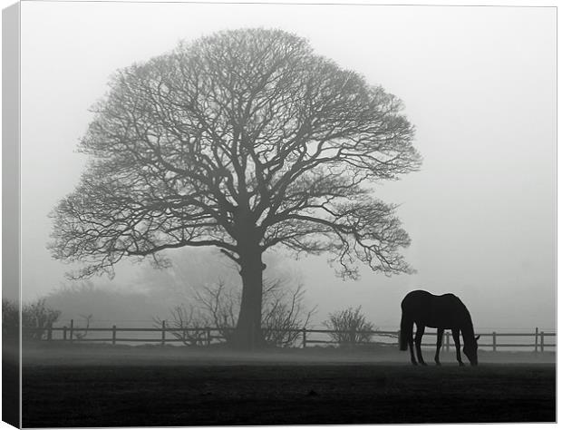 Horse in the Mist Canvas Print by Paul Appleby