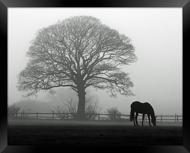 Horse in the Mist Framed Print by Paul Appleby