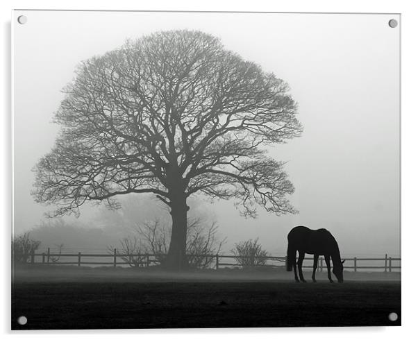 Horse in the Mist Acrylic by Paul Appleby