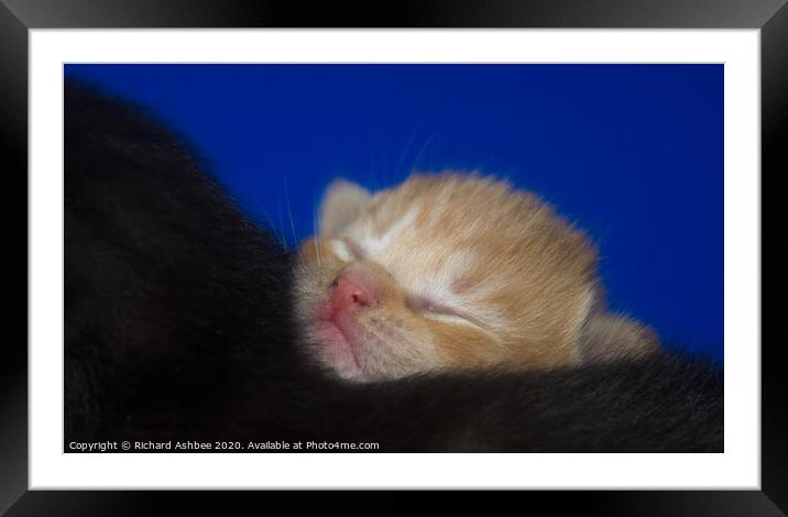 Snooze time for a ginger kitten Framed Mounted Print by Richard Ashbee