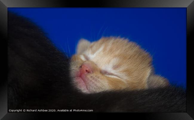 Snooze time for a ginger kitten Framed Print by Richard Ashbee