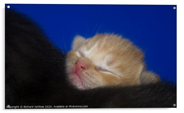 Snooze time for a ginger kitten Acrylic by Richard Ashbee