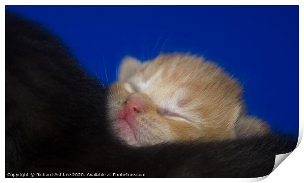 Snooze time for a ginger kitten Print by Richard Ashbee