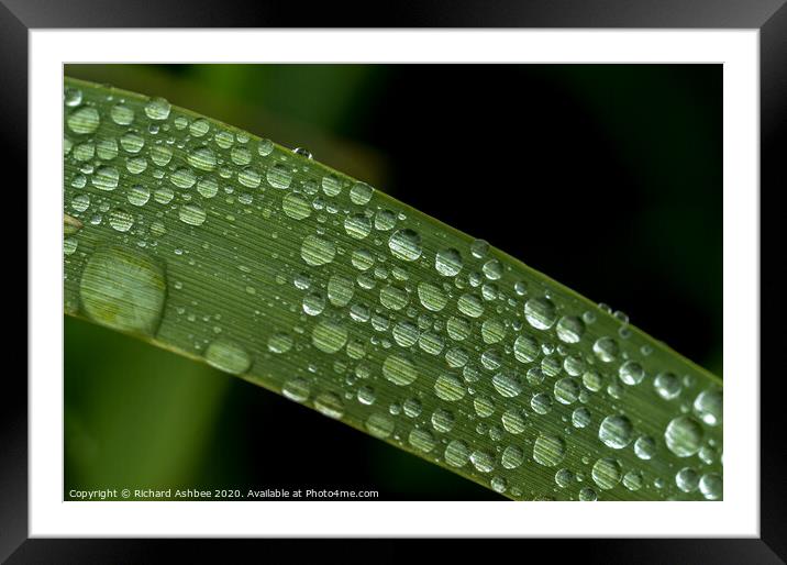 Water droplet on a blade of grass Framed Mounted Print by Richard Ashbee
