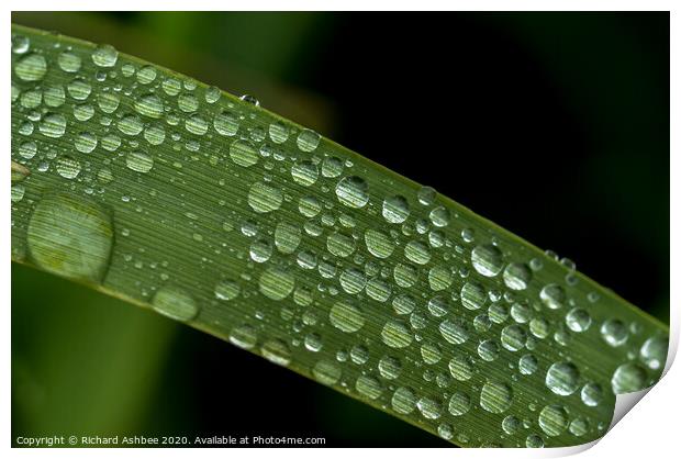 Water droplet on a blade of grass Print by Richard Ashbee
